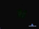 tulipan cam4 livecam show performer room profile