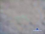 pippoa12345 cam4 livecam show performer room profile