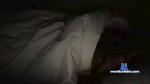 iemilyelectric cam4 livecam show performer room profile