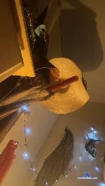 Amy_Gata_ cam4 livecam show performer room profile