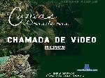 Curvasdobrasil cam4 livecam show performer room profile