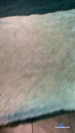 Scorpiona29 cam4 livecam show performer room profile