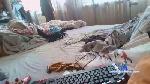 kellyslut1 cam4 livecam show performer room profile