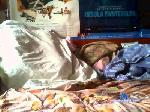 wolf00000030 cam4 livecam show performer room profile