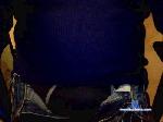 kgston cam4 livecam show performer room profile