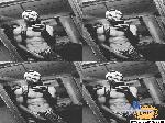 luis4033 cam4 livecam show performer room profile