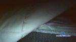 moana733 cam4 livecam show performer room profile