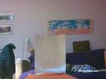 Titanio87 cam4 livecam show performer room profile