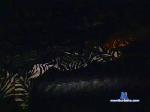 caraqueno2 cam4 livecam show performer room profile