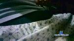 Andres4996 cam4 livecam show performer room profile