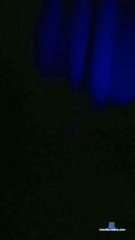 Principegordin cam4 livecam show performer room profile
