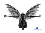 blackicejoker cam4 livecam show performer room profile