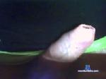 janstegeman cam4 livecam show performer room profile