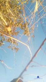 RussianManPussy cam4 livecam show performer room profile