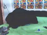 matheussander cam4 livecam show performer room profile