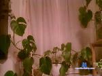 gropius20 cam4 livecam show performer room profile
