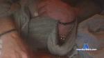 GIRLSNBBC cam4 livecam show performer room profile