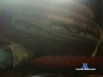 sebas_dairysex cam4 livecam show performer room profile