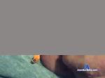 minicock71 cam4 livecam show performer room profile