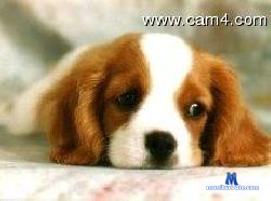 robchic cam4 live cam performer profile