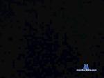websex32 cam4 livecam show performer room profile