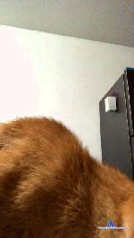 angeljazz cam4 livecam show performer room profile