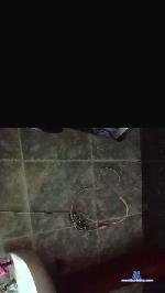 MarceloMerlo cam4 livecam show performer room profile