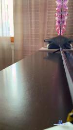 Giadarossi cam4 livecam show performer room profile