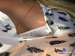cuckholdsugar cam4 live cam performer profile