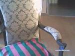 poilu22 cam4 livecam show performer room profile