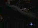 ssbar1 cam4 livecam show performer room profile