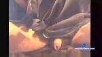 doggiepoo cam4 livecam show performer room profile
