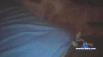 qartsyka cam4 livecam show performer room profile