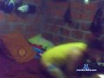 veneno0072 cam4 livecam show performer room profile