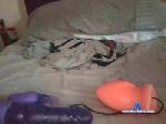 Igroot cam4 livecam show performer room profile