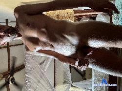 JustHomeNaked cam4 live cam performer profile