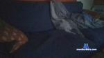 Carharttwip cam4 livecam show performer room profile