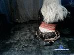 xdresserwithass cam4 livecam show performer room profile