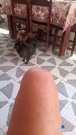 rola22cam cam4 livecam show performer room profile