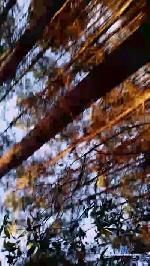 angeleyez1234 cam4 livecam show performer room profile