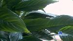 memelaidy69 cam4 livecam show performer room profile