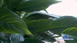memelaidy69 cam4 live cam performer profile
