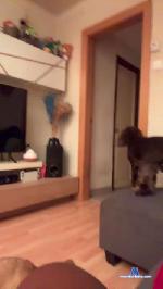 Gifvt cam4 livecam show performer room profile