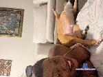 Spice0000000000 cam4 livecam show performer room profile