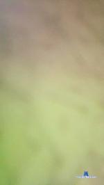 Rodrigoparlotti cam4 livecam show performer room profile
