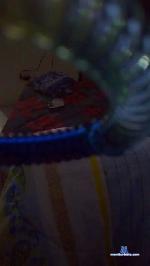 Dayana_19 cam4 livecam show performer room profile