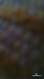 LaCata37 cam4 livecam show performer room profile