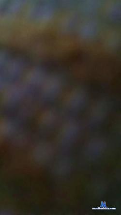 LaCata37 cam4 live cam performer profile