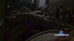 raul411 cam4 livecam show performer room profile