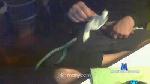Bailal cam4 livecam show performer room profile